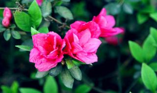 永远的映山红舞蹈 永远的映山红舞蹈